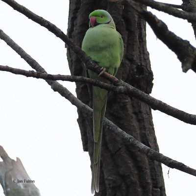 Ring-necked (or Rose-ringed) Parakeet