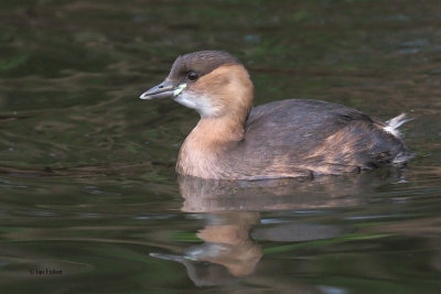 Little Grebe, Victoria Park, Glasgow