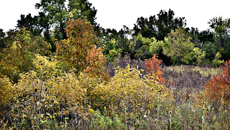 Fall colors