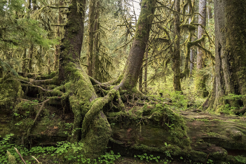 Hoh Rain Forest