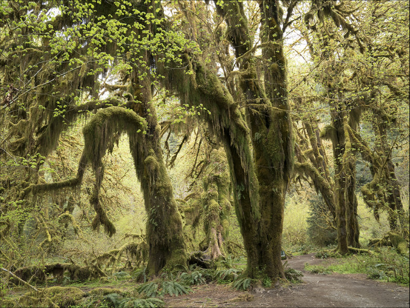 The Forest Primeval