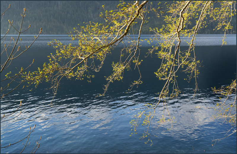 Sunlit Leaves
