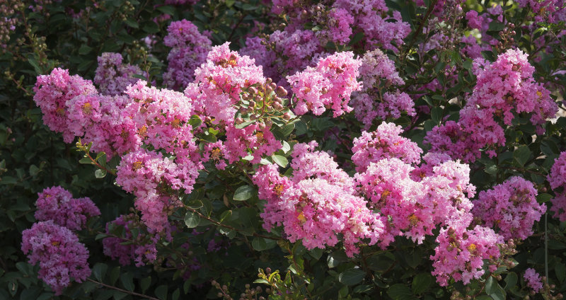 Ulrich Museum Planting