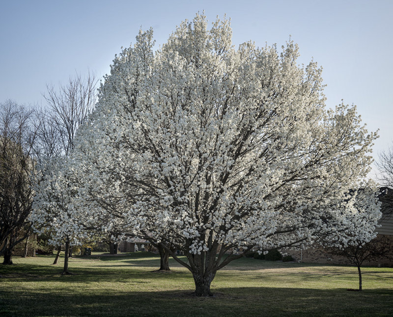 Bradford Pear 