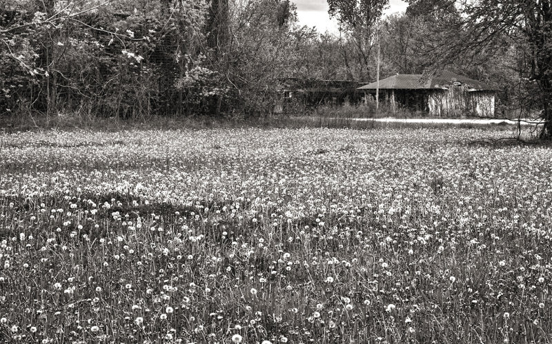 Dandelions  Not a Cash crop