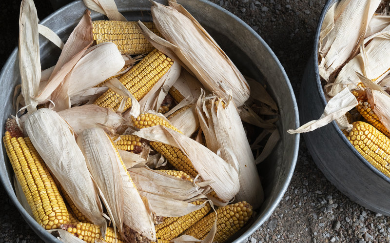 Feed Corn For The Horses