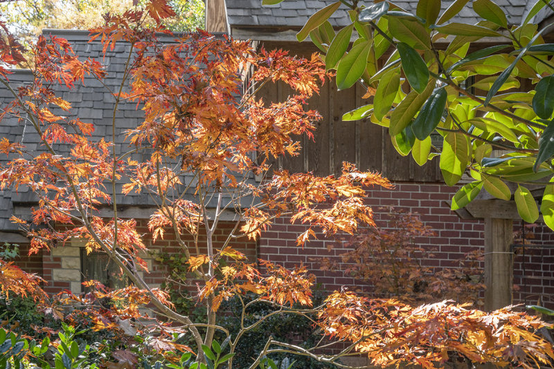 Japanese Maple