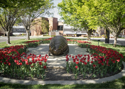 Tulip Time at Wichita State University