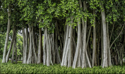 Banyon Tree Grove