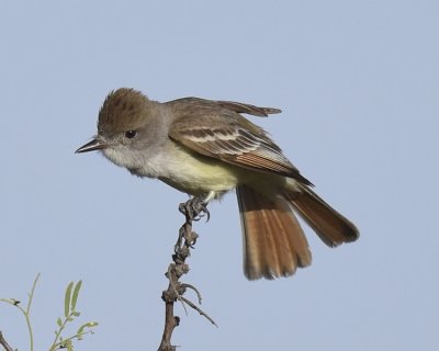 ASH-THROATED FLYCATCHER