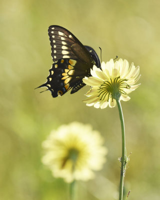 BUTTERFLIES AND MOTHS