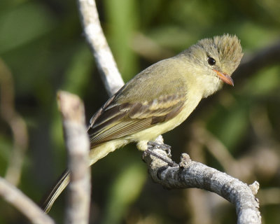 NORTHERN BEARDLESS-TYRANNULET