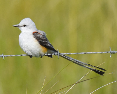 SCISSOR-TAILED FLYCATCHER