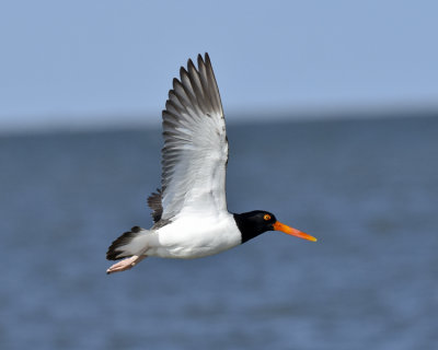 AMERICAN OYSTERCATCHER