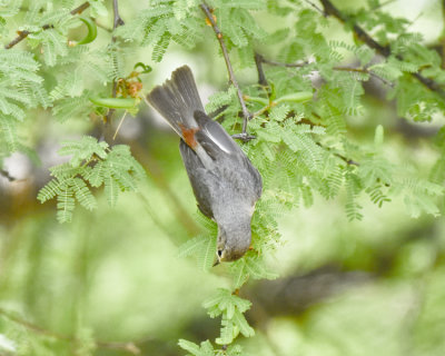 LUCY'S WARBLER