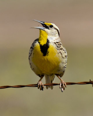 EASTERN MEADOWLARK