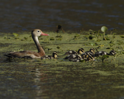 BLACK-BELLIED WHISTLING DUCK