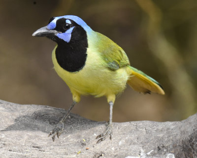 GREEN JAY