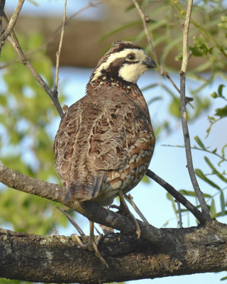 NORTHERN BOBWHITE