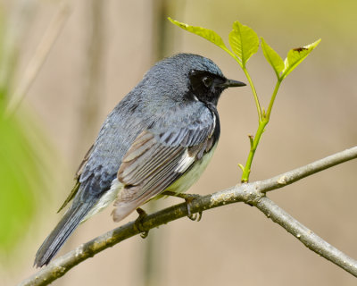 BLACK-THROATED BLUE WARBLER