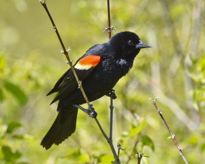 RED-WINGED BLACKBIRD