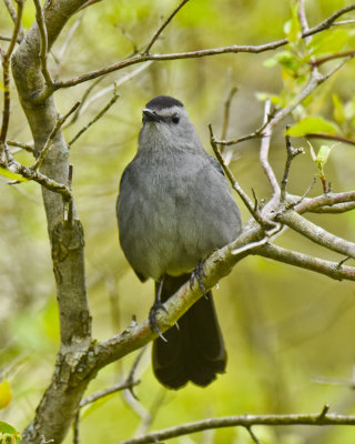 GRAY CATBIRD