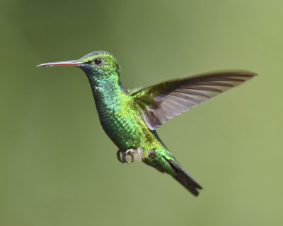 BLUE-CHINNED SAPPHIRE