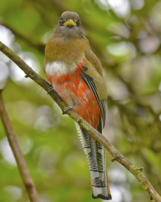 COLLARED TROGON