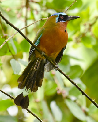 BLUE-CROWNED MOTMOT