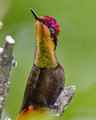 RUBY-TOPAZ HUMMINGBIRD