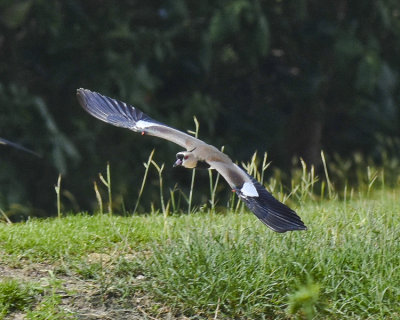 SOUTHERN LAPWING