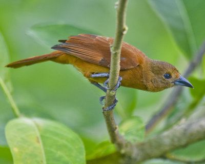 WHITE-LINED TANAGER