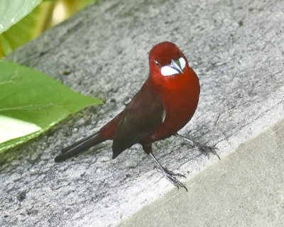 SILVER-BEAKED TANAGER