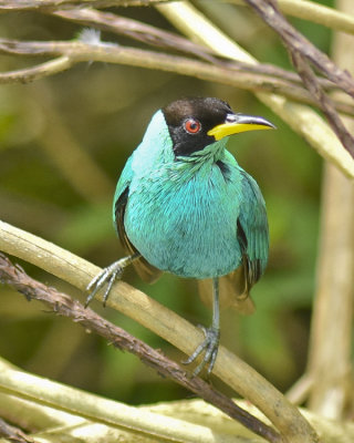 GREEN HONEYCREEPER