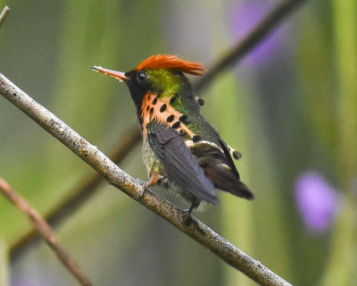 TUFTED COQUETTE