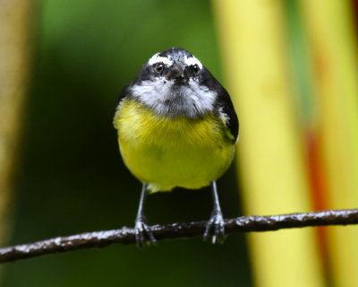 BANANAQUIT