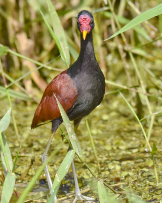 WATTLED JACANA