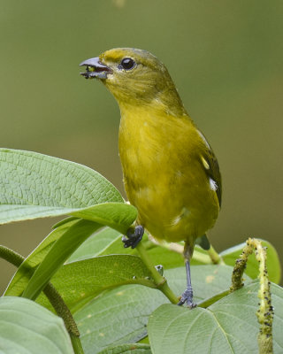 VIOLACEOUS EUPHONIA