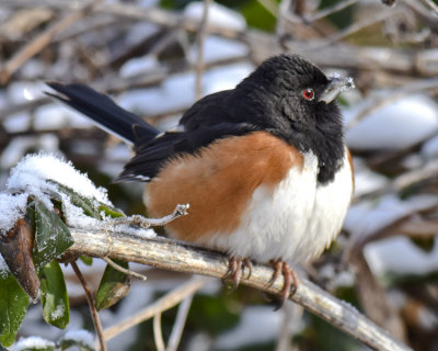 EASTERN TOWHEE