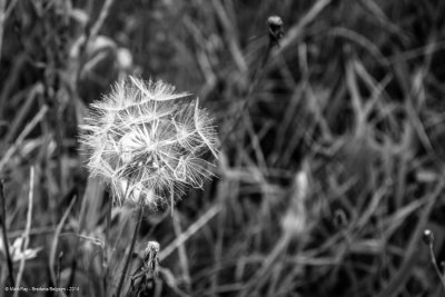 20140808_0076 Bredene-Bearbeitet web.jpg