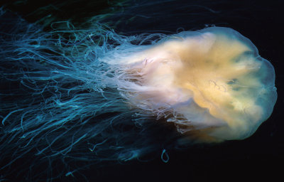 Jellyfish Season in the Typhoon Shelter