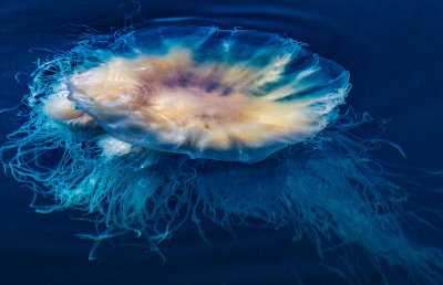 Jellyfish Season in the Typhoon Shelter