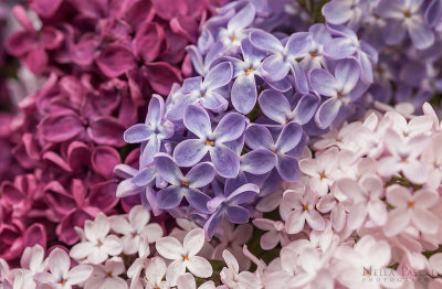 Pink & Purple Lilacs