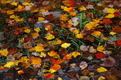 Leaves on water