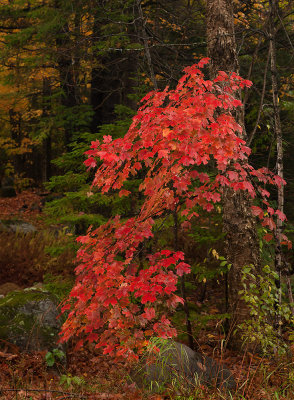 Sugar Maple