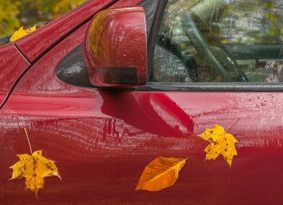 Leaves stuck to my car