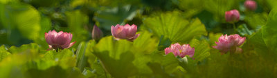 20170526-2-1b.jpg