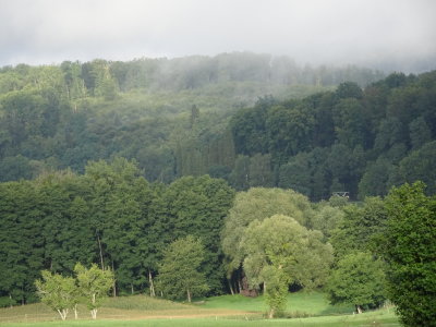 19-8-17-forest view.JPG