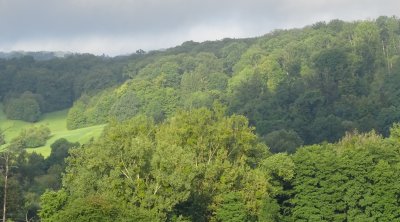 19-8-17-forest view2.JPG