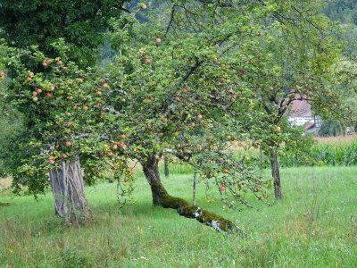 19-8-17-apple tree.JPG